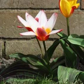 Hearts Delight Tulip Bulbs Kaufmanniana (Tulipa Hearts Delight)